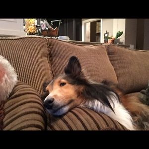 Meet your Posher, Patrick